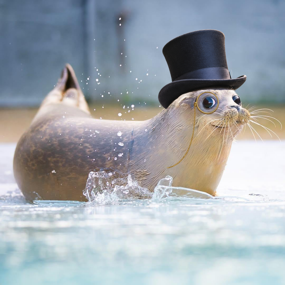 Sealvester