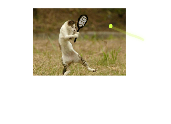 Tennis cat