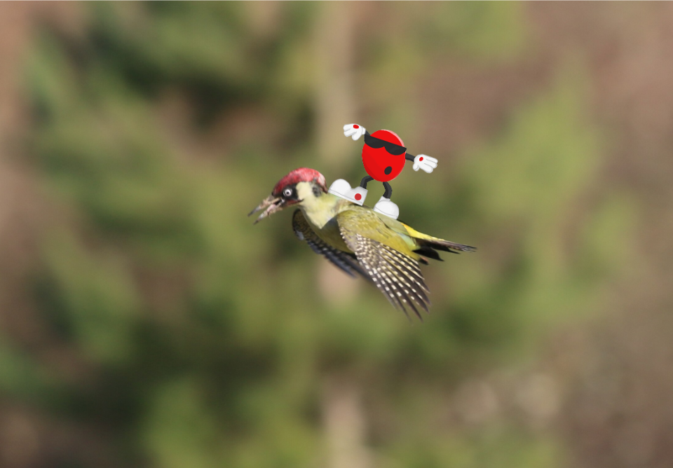 Surfing Bird