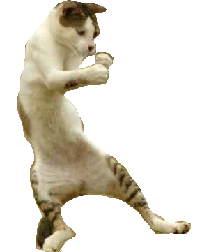cat dancing