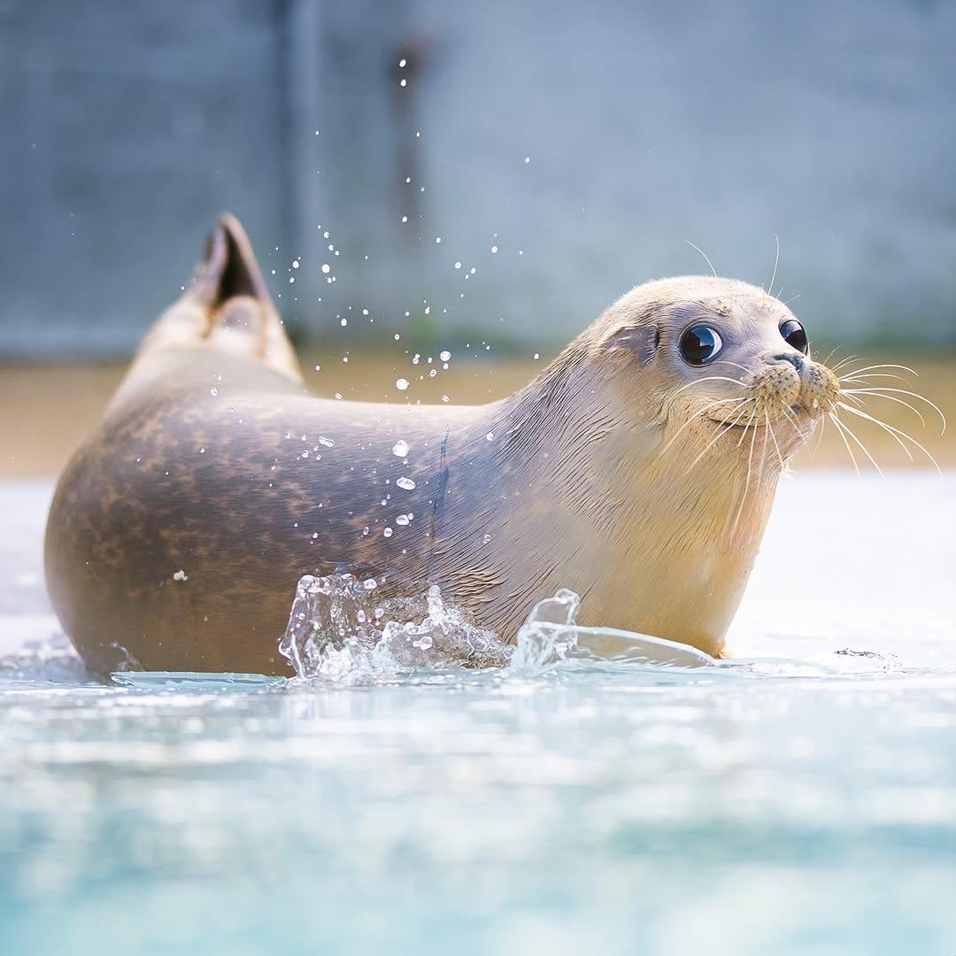 Seal of Approval